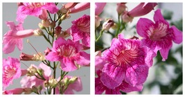 50 Seeds Pink Campsis Trumpet Flower Garden - £27.96 GBP