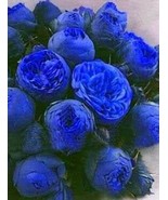 Chinese Peony Tree - Blue Double Flowers, 10 SEEDS D - $14.35