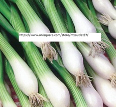 White Lisbon Bunching Onion Seeds - Vegetable Seeds - BOGO - £0.79 GBP