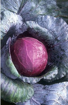 200 Seeds Red Acre Cabbage Fresh Garden Vegetable Non GMO - £7.60 GBP