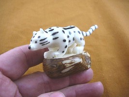 (TNE-LES-411) Snow leopard Wild TAGUA NUT palm Figurine carving I love l... - $28.96