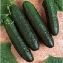 General Lee Cucumbers Seeds Gardening Easy Grow USA SHIPPING - $5.60