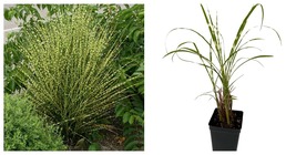 Miscanthus - Gold Bar Maiden Grass Perennial - 2.5&quot; Pot - Live Plant - £19.74 GBP