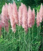 pampas Grass-Pink 100 Seeds - £5.83 GBP