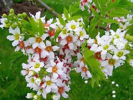 KKG Yellowhorn Xanthoceras Sorbifolium Tree Seeds Showy Flower Fall Fres... - $166.87 MXN