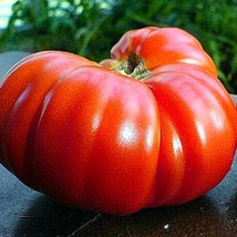 Goliath tomato sale gigantic fruit hearty flavor 10 seeds big harvest tangy and  - £11.44 GBP