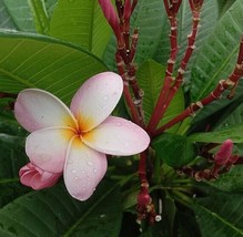 Plumeria Rubra Red Frangipani Nosegay Pagoda Tree Temple Flower 5 Seeds Fresh Se - $18.95