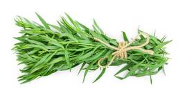 Russian Tarragon, 10 Seeds - £9.66 GBP