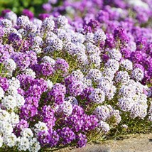 Alyssum Flower Seeds Mix Royal Carpet Perennial Borders And Ground Cover White A - £10.81 GBP