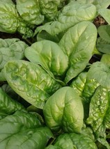 FRESH Bloomsdale Spinach Seeds | Heirloom | Organic | Cold Tolerant - £8.61 GBP