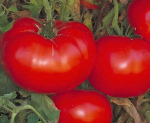 50 Seeds Campbell&#39;s 1327 Tomato Juicy Tomatoe Garden Food - $5.78