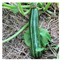 Stripe Cocozelle Squash Seeds Gardening Easy Grow USA SHIPPING - £7.10 GBP