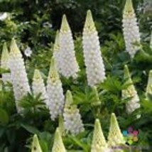 25+ Gallery White Lupine Seeds - $9.00