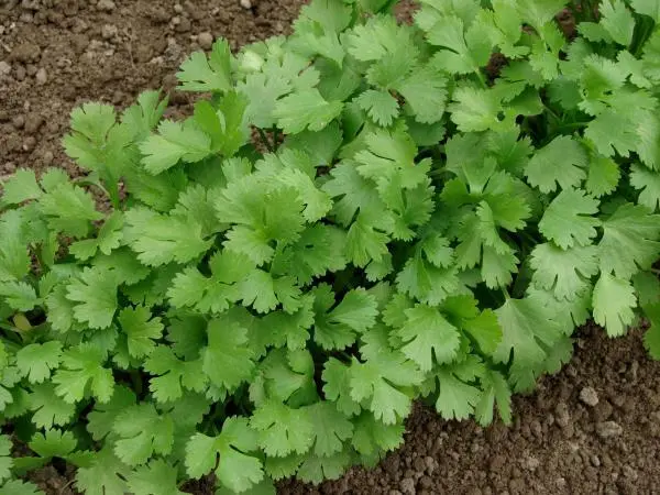 100+Cilantro Coriander Leaves Chinese Parsley Seeds Mexican Parsley Usa Fresh Ga - £6.12 GBP