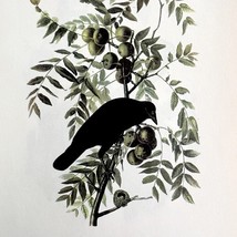 American Crow Bird Lithograph 1950 Audubon Antique Art Print Walnut Tree... - $665.05 MXN