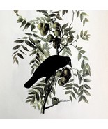 American Crow Bird Lithograph 1950 Audubon Antique Art Print Walnut Tree... - $665.05 MXN