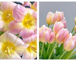 50 Seeds Spring NEW first love Tulip Garden - $41.93