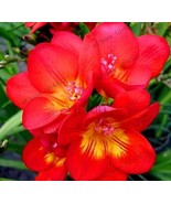 100 Pcs Bag Freesia Garden Bulbs True Freesia Bonsai Flowers Orchid Free... - $7.98