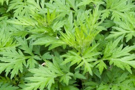 Daun Baru Cina Mugwort - Artemisia vulgaris L Leaf (Dried), 80 Gram - $20.05