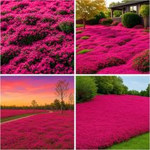 21600+ Red Creeping Thyme Seeds for Planting Perennial Ground Cover Plants - $17.81