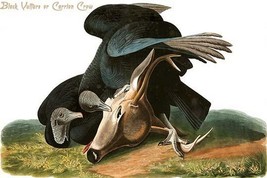 Black Vulture or Carrion Crow by John James Audubon - Art Print - £17.42 GBP+