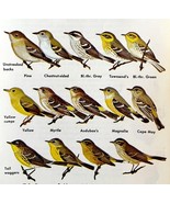 Warblers Wingbars Tail Spots Types 1966 Color Bird Art Print Nature #11 ... - $379.94 MXN