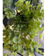 Creeping Jenny Moneywort Ground Cover Trailing Live 4 in Perennial Plant - $12.95