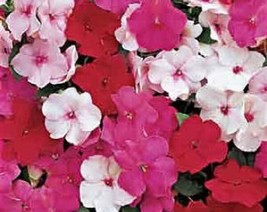 50 Impatiens Seeds Accent Peppermint Mix Impatiens Seeds Garden USA Seeds - $8.50