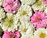 Beautiful Blushing Bride Zinnia Seeds 100 Seeds Fast Shipping - $7.99