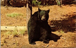 Black Bear Yellowstone National Park Postcard PC16 - £3.92 GBP