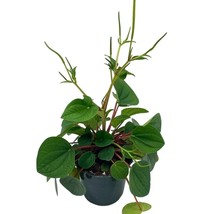 Peperomia, Rana Verde, 4 inch, Albovittata, Green Rippled Chinese Money Plant, R - £11.71 GBP