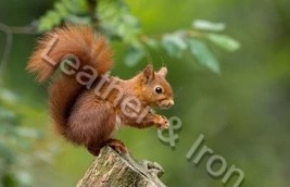 New Squirrel Design Checkbook Cover - £7.85 GBP