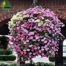 USA SELLER Mixed Hanging Petunia Flower Seeds Pack 100 Seeds New Flowers Light U - £8.12 GBP