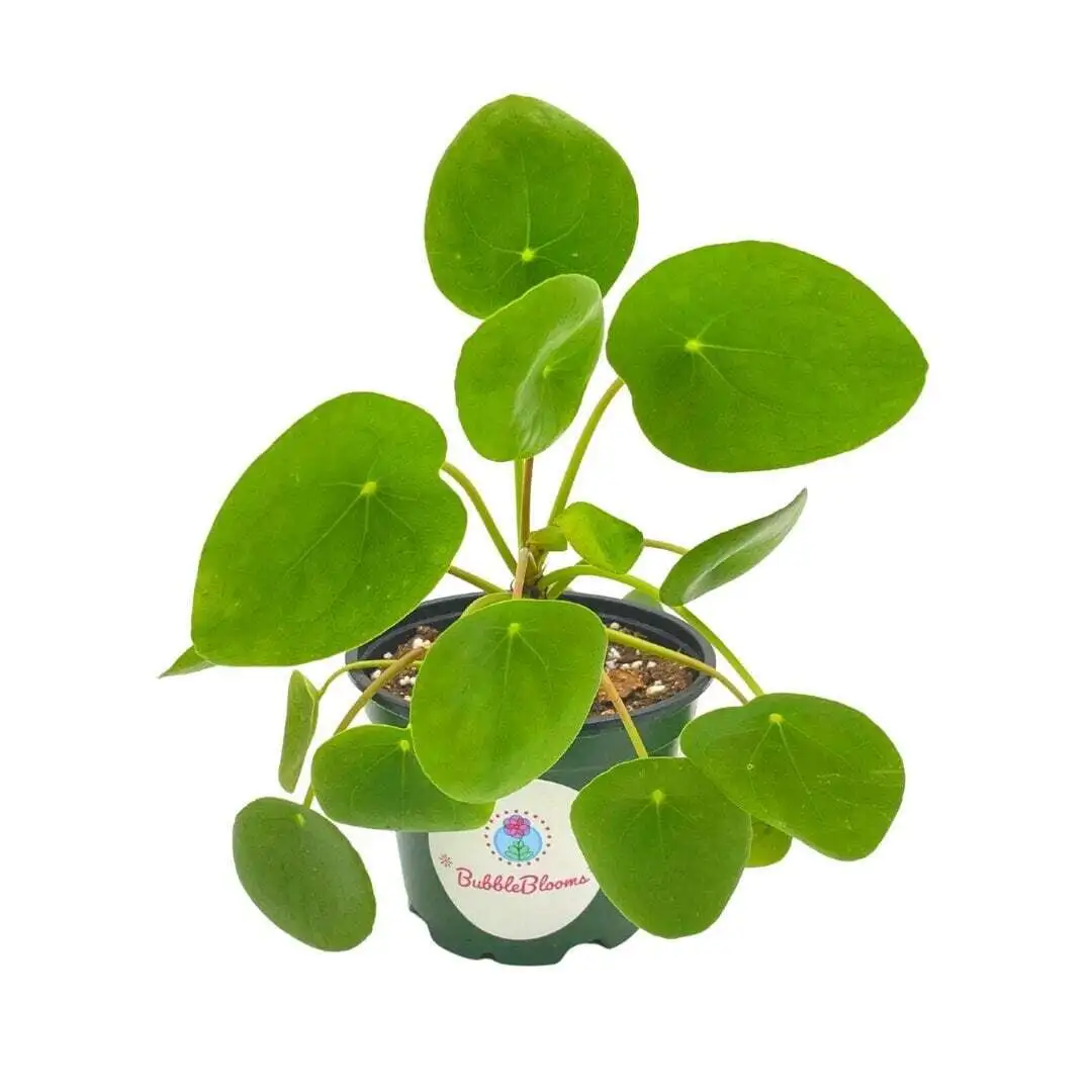 Pilea peperomioides / ininese money plant / ininese missionary plant - $27.88