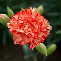 100 Chabaud Carnation Seeds Dianthus Flowers Seed Flower Perennial US Fa... - $171.50 MXN