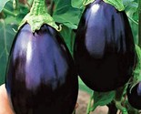 Black Beauty Eggplant Seeds Non-Gmo 100 Seeds Fast Shipping - $7.99