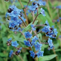 Best 25 Seeds Blue Firmament Flowers Garden - £3.83 GBP