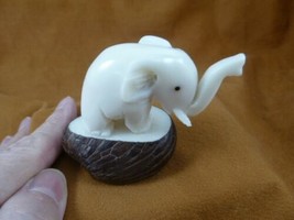 (TNE-ELE-300-b) circus ELEPHANT TAGUA NUT Figurine carving Vegetable ele... - $24.54