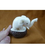 (TNE-ELE-300-b) circus ELEPHANT TAGUA NUT Figurine carving Vegetable ele... - $34.04 CAD