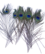 Peacock Feathers Lot 5 Pcs 10&quot; Long Crafts Unique Floral Vase Display Bl... - $13.47