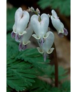 SRN 25 White Purple Bleeding Heart Seeds Dicentra Spectabilis Flower Garden - $33.18 CAD