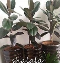 Fresh Seeds 50Pcs Ficus Elastica A Indian Rubber Tree Seeds Green Color - $14.70