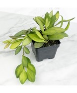Fresh 15 Seeds Hoya Burtoniae House Flowers Fast Shiping - €8,12 EUR