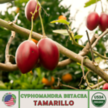 Tamarillo Tomato Tree 20 Seeds, Cyphomandra Betacea, Organic, Genuine USA - £11.02 GBP