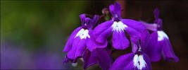 Lobelia Seeds 50 Multi Pelleted Seeds Regatta Sapphire Trailing Lobelia Fresh Ga - $23.75