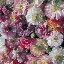 400 + Pure  Seeds Angel&#39;S Choir Poppy Flowers Garden - Ts - £5.17 GBP
