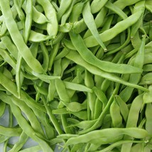 Roma Bush Bean 25 Seeds Vegetable Italian Flat Bean Fresh Usa Seller - £11.94 GBP