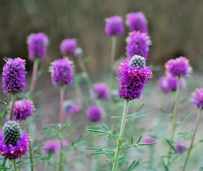 Purple Prairie Clover Wildflower 501 Seeds  - £7.56 GBP