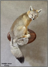 Kit Fox Taxidermy Mount Coyote Badger Bobcat Lynx Hunting Cabin Wildlife... - £1,179.94 GBP