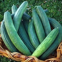 AW Armenian Yard Long Cucumber Seeds Metki Dark Green Non-Gmo Snake Melo... - $8.99